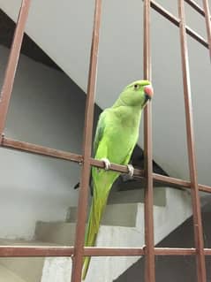 hand tame parrot for sale
