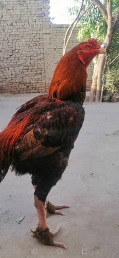 Aseel murga for sale 50k