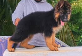 LONG HAIRS GERMAN SHEPHERD PUPPIES AVAILABLE FOR SALE