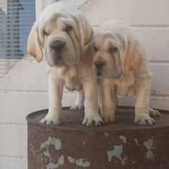 CHINESE LABRADOR PUPPY AVAILABLE FOR SALE