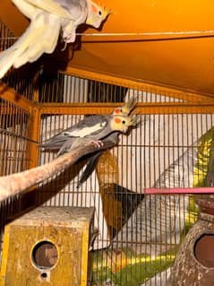 2 cockatiel pairs