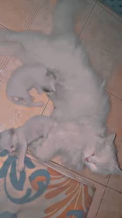 Persion cat double coat