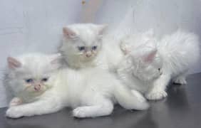 Persian