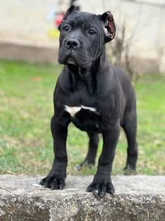 IMPORTED CANE CORSO PUPPY AVAILABLE FOR SALE
