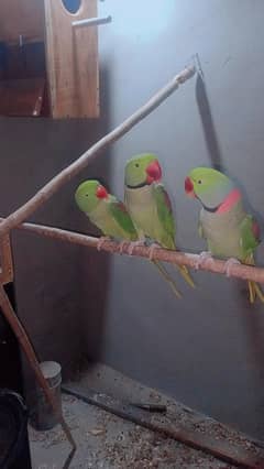 raw parrot