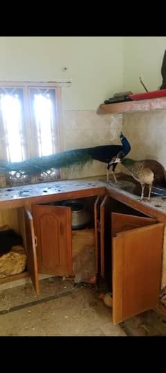 peacock for sale