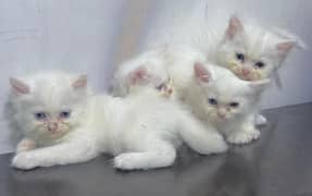 Persian