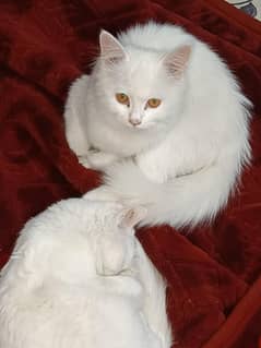 turkish angora cat