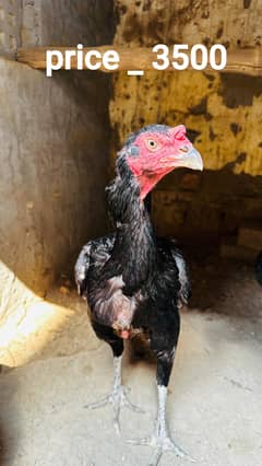 Aseel Breeder Cross Aseel Madi  pure pakistani