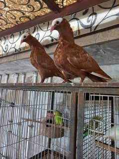 Red Mukhi Pigeon
