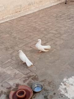 luka kabootor sale h breader pair
