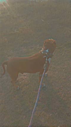 PittBull