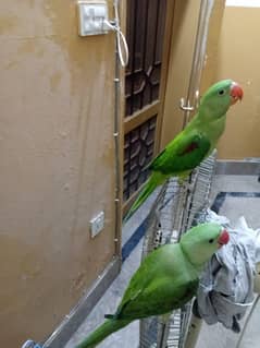 full self raw parrot for sale