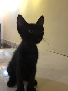 Adorable kitten for sale - Peshawar