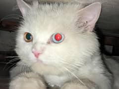 Beautiful Male Persian Cat | Odd eyes ( Blue & Brown )