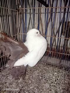 RED TAIL PIGEONS