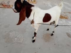 Goats Male