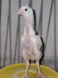 Black shamo and lakha shamo high shoulder chi ks for sale