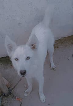 Russian pista dogi