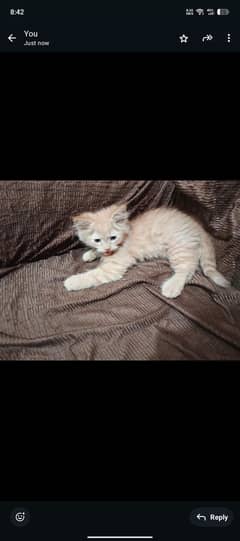 cats for sale double coted