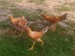 4 نر چار+ مادہ
