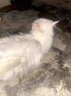persion cate