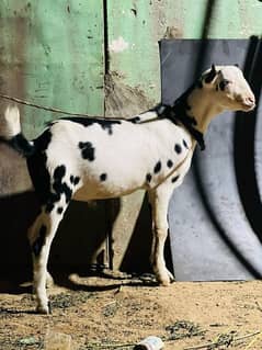 abluk teeda white eyes