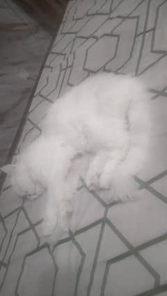 pression tripal coated odd eyes
