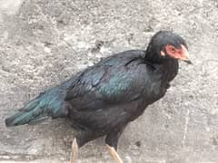 Aseel hens for sale