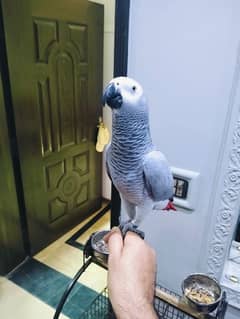 * Lovely African Grey Female Parrot for Sale