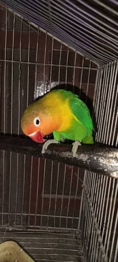 Ringneck
