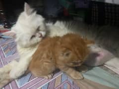 Persian cat with 4 kittens