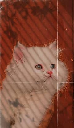 persion triple coat kittens
