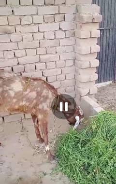 Bakri for urgent sale peson ki zaroort