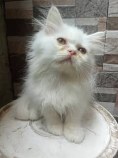 Kitten cat