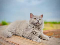 Persian kittens triple coated