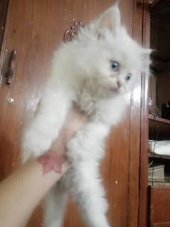 white cat