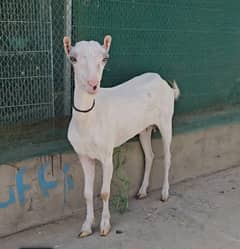 gulabi teddy bakri goat