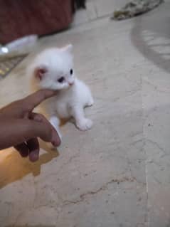 Extreme punch face Persian kitten