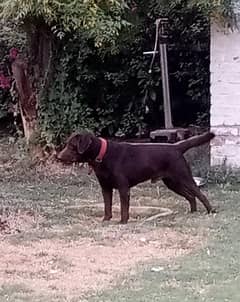 Chocolate brown pedigreed Labrador