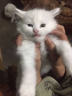 Persian kittens