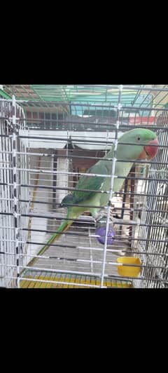 RAW PARROT SALE