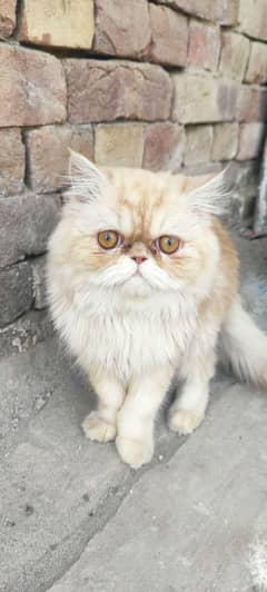  Beautiful Male Persian Cat for Sale / Adoption 