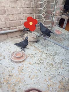 Birds
