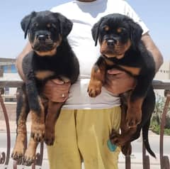 TOP QUALITY ROTTWEILER PUPPIES AVAILABLE FOR SALE