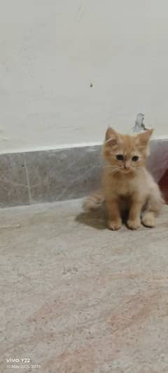 persian kitten 