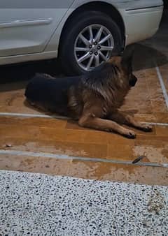 German shepherd for sale