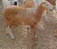 It is a sheep