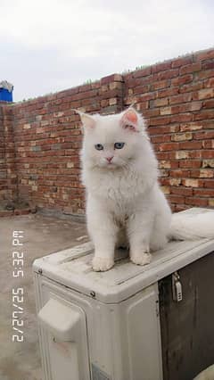 Persian Adult male