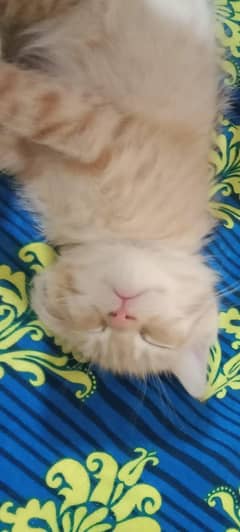 Two kittens pair Persian